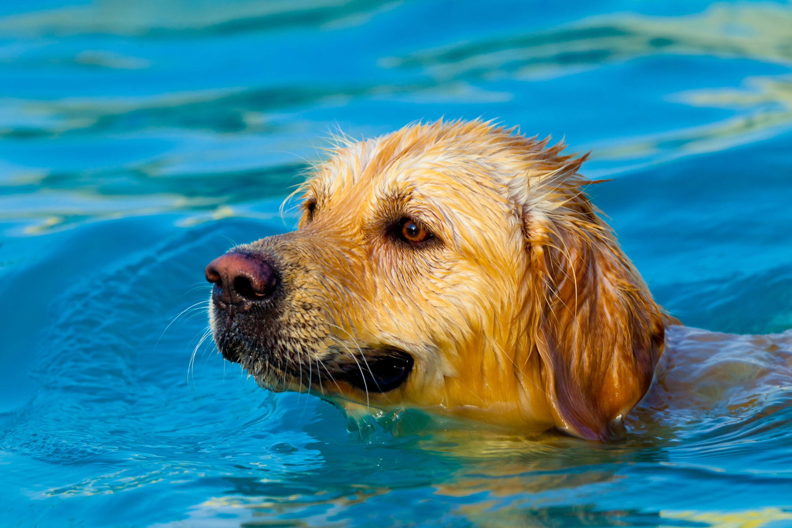 Nice specimen of dog of the race Golden Retriever swimming on a  swimming pool