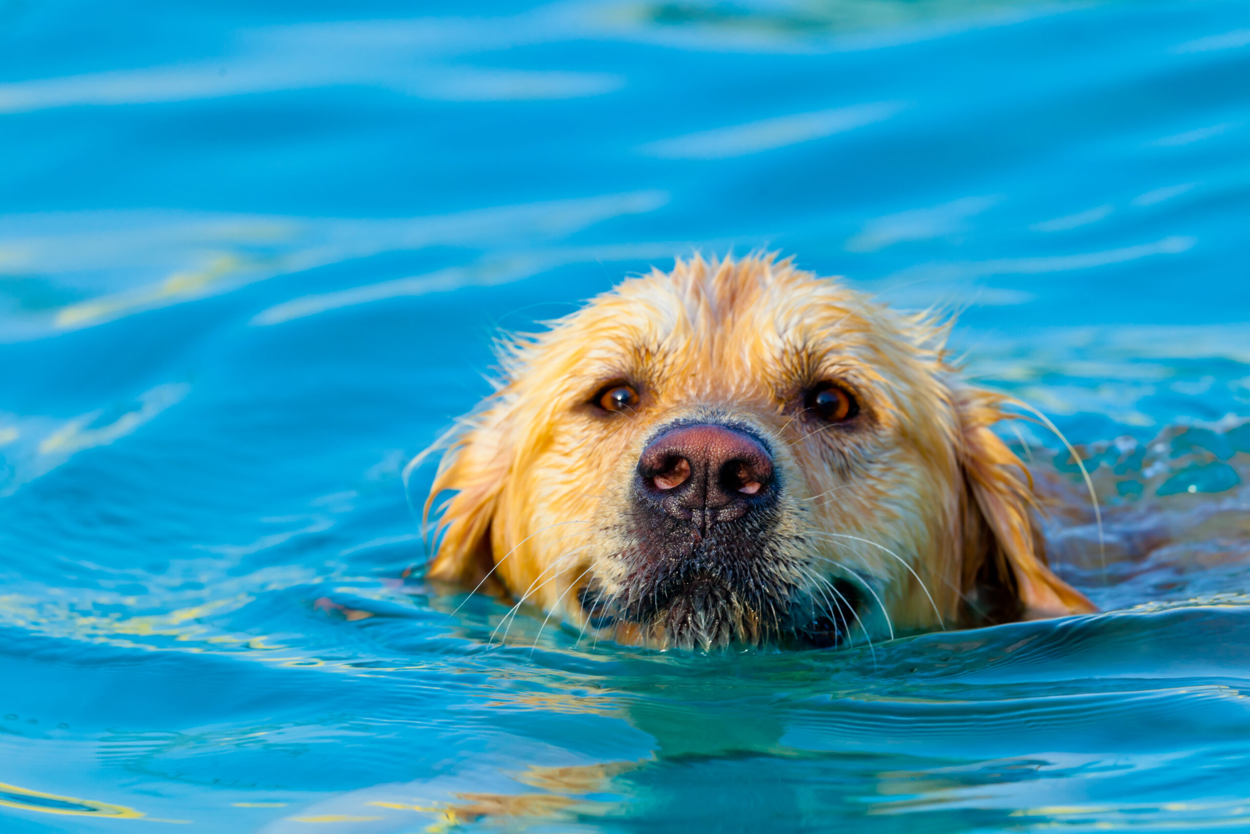 Nice specimen of dog of the race Golden Retriever swimming on a  swimming pool