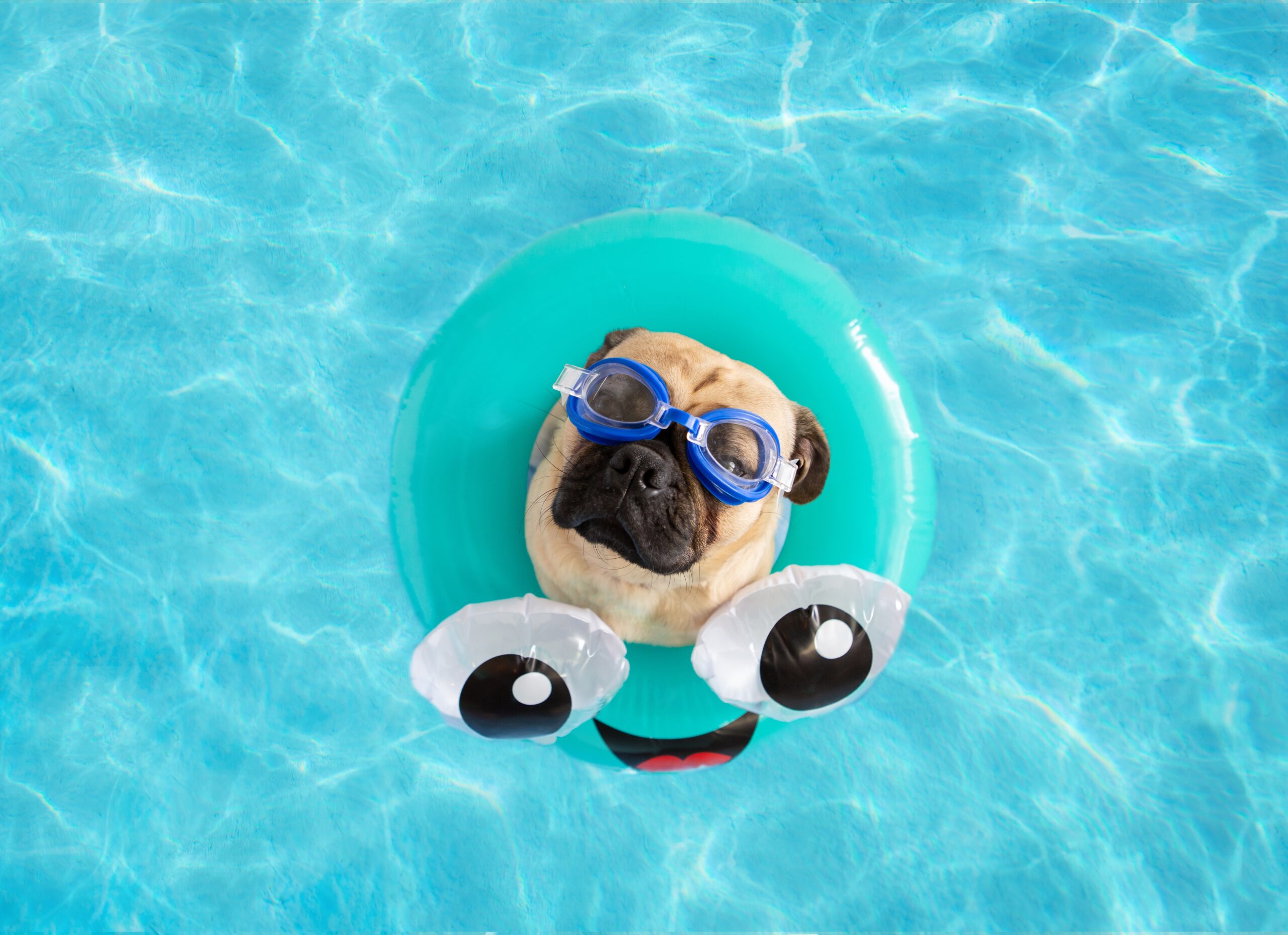pug-floating-in-a-pool-2021-10-16-02-32-58-utc
