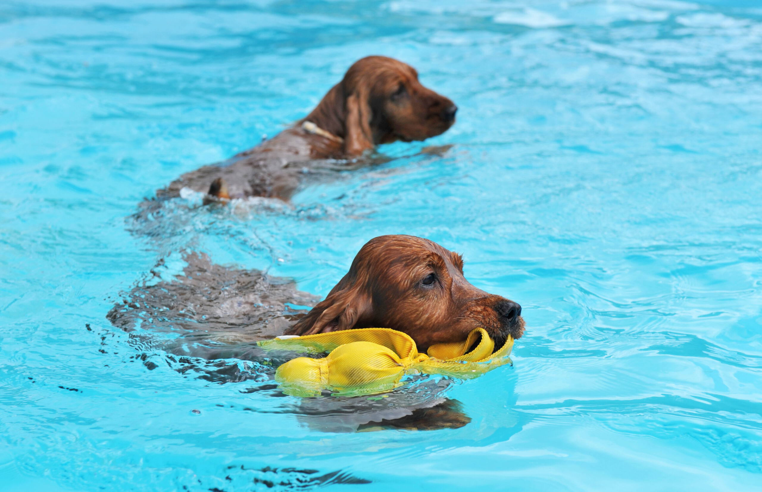 swimming two cocker spaniel in a swimming pool